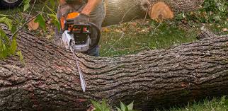  Brighton, TN Tree Services Pros